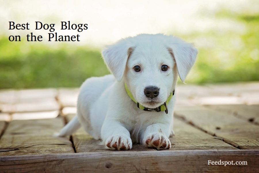 100 Best Dog Blogs in 2024