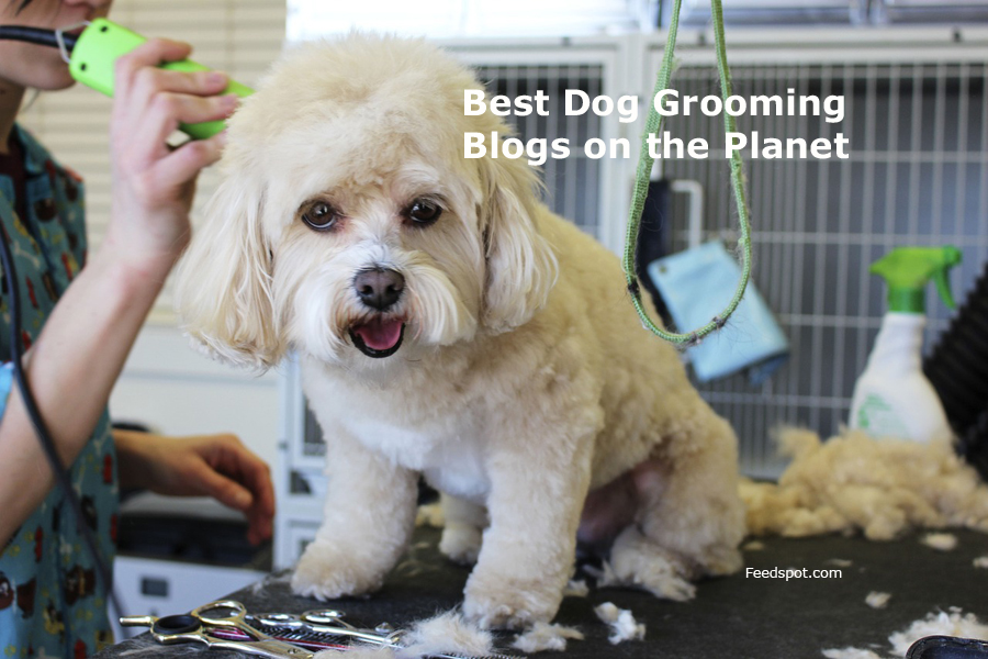 45 Best Dog Grooming Blogs and Websites To Follow in 2024