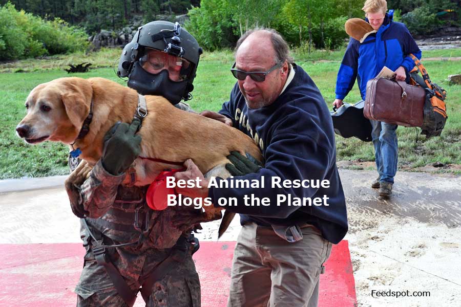 90 Best Animal Rescue Blogs and Websites To Follow in 2024